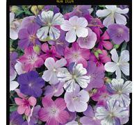 Thompson & Morgan Geranium Reflections 1 Seed Packet (10 Seeds)