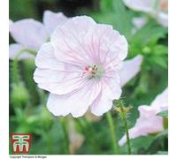 Thompson & Morgan Geranium Sanguineum Album (Hardy) 3 Bare Roots