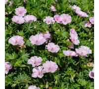 Thompson & Morgan Geranium Sanguineum Appleblossom 3 Bare Root Plants