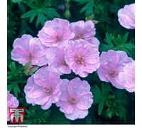 Thompson & Morgan Geranium Sanguineum Stratum 1 Bare Root