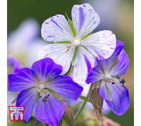 Thompson & Morgan Geranium Splish Splash 1 Bare Root
