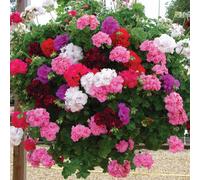 Thompson & Morgan Geranium Trailing Rosebud Collection Garden-Ready...