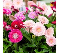 Thompson & Morgan Gerbera Pretty in Pink Collection 7cm x 6