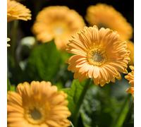Thompson & Morgan Gerbera Sweetest Collection 7cm x 6