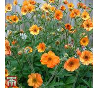 Thompson & Morgan Geum Totally Tangerine 2 Litre Potted Plant x 1, Orange