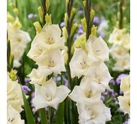 Thompson & Morgan Gladioli Gladdies Trio x 24 Bulbs