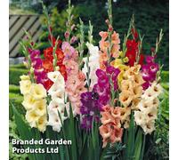 Thompson & Morgan Gladioli Mixed 50 Bulbs (Size 10/12)