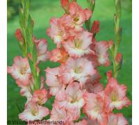 Thompson & Morgan Gladioli Super Saver Collection - 21 Bulbs - Vibrant Giant Flower Mix For Stunning Summer Displays & Cut Flowers