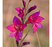 Thompson & Morgan Gladiolus Communis Byzantinus - Elegant Cerise Pink Hardy Bulbs Late Spring/early Summer Blooms Naturalises Borders Cut Flowers (4