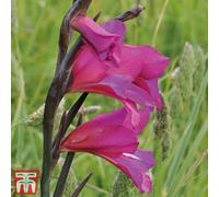 Thompson & Morgan Gladiolus Communis Subsp Byzantinus 20 Bulbs
