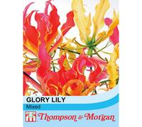 Thompson & Morgan Glory Lily (Mixed) (Glorisoa superba) 1 Seed Packet (4 Seeds), Red