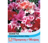 Thompson & Morgan Godetia Thoroughly Modern Millie 1 Seed Packet