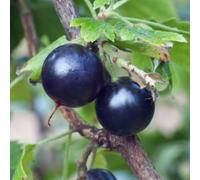 Thompson & Morgan Golden Currant (Ribes Odoratum) Fragrant Yellow Flowers Edible Black Berries Autumn Foliage Hardy Shrub 2 Bare Roots