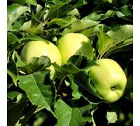Thompson & Morgan Golden Delicious Apple Tree - Dessert & Cooking Easy Grow Long Storage Uk Pollination Group 4-5 Litre Pot