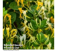 Thompson & Morgan Golden Honeysuckle - Lonicera japonica Hall's Prolific 9cm Potted Plant x 1