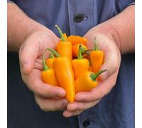 Thompson & Morgan Golden Jalapeno Chilli Pepper Seeds - Medium Hot Yellow Half-Hardy Annual Perfect For Salsas & Grilling. 1 Packet (6 Seeds).