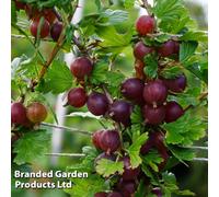 Thompson & Morgan Gooseberry (Ribes Uva-Crispa) Hinnomaki Red 3 Litre Potted Plant X 1