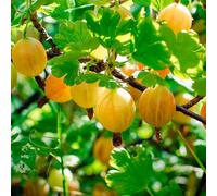 Thompson & Morgan Gooseberry (Ribes Uva-Crispa) Hinnomaki Yellow 9Cm Potted Plantted Plant X 1