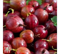 Thompson & Morgan Gooseberry (Ribes Uva-Crispa) Hinnonmaki Red Organic 1 Bare Root Plant