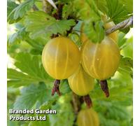 Thompson & Morgan Gooseberry (Ribes Uva-Crispa) Hinnonmaki Yellow Br X 1