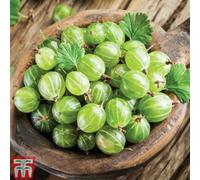 Thompson & Morgan Gooseberry (Ribes Uva-Crispa) Invicta 3 Bare Root Plant (Organic)