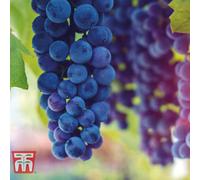 Thompson & Morgan Grape (Vitis) Cabernet 10.5Cm Potted Plant X 1