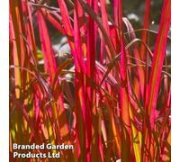 Thompson & Morgan Grass - Imperata Cylindrica 'rubra' 14Cm Potted Plant X 1