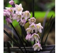 Thompson & Morgan Grass Ophiopogon Planiscapus Nigrescens 9Cm Potted Plant X 1