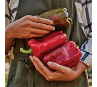 Thompson & Morgan Great Stuff F1 Pepper Seeds - Large Red High Yield Stuffing Disease Resistant Compact Greenhouse/container (6 Seeds)