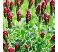 Thompson & Morgan Green Manure Crimson Clover 1 Seed Packet
