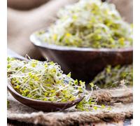 Thompson & Morgan Green Sprouting Broccoli Seeds - High Yield Fast Growing Nutritious Vegetable For Healthy Cooking.