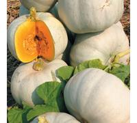 Thompson & Morgan Grey Ghost F1 Pumpkin Seeds - Sweet Smooth Prolific Vining Plant For Roasting Soups Carving - 1 Packet (4 Seeds)