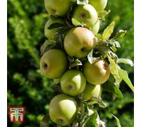 Thompson & Morgan Grow Your Own - Apple Golden Delicious - 1 Bare Root Tree - (Height 1.2M)