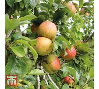 Thompson & Morgan Grow Your Own Fruit Apple (Malus) Bare Root Bramleys Seedling (mm106) 12 Litre Pot X 1