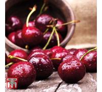 Thompson & Morgan Grow Your Own Fruit Cherry (Prunus) Sunburst (Colt) 12 Litre Pot X 1