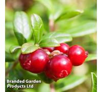Thompson & Morgan Grow Your Own Fruit Cranberry (Vaccinium Macro) Pilgrim 9Cm Pot X 2