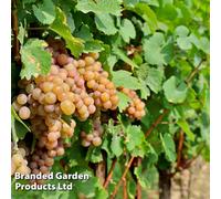 Thompson & Morgan Grow Your Own Fruit Grape (Vitis) Pinot Gris (Red) 10.5Cm Pot X 1