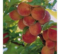 Thompson & Morgan Grow Your Own Fruit Peach (Prunus) Peregrine (St Julien) 1 Bare Root Tree