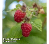 Thompson & Morgan Grow Your Own Fruit Raspberry Cascade Delight 1 Long Cane