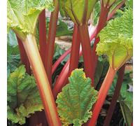 Thompson & Morgan Grow Your Own Fruit Rhubarb (Rheum) Timperley Early 3 Litre Pot X 2