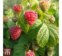 Thompson & Morgan Grow Your Own Fruit Rubus (Raspberry) Idaeus Yummy 3.6 Litre Pot X 1