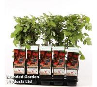 Thompson & Morgan Grow Your Own Fruit Rubus (Raspberry) Phoenicolasius 15Cm Pot X 1