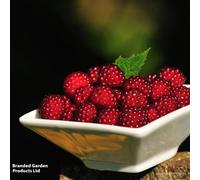 Thompson & Morgan Grow Your Own Fruit Rubus (Raspberry) Phoenicolasius 15Cm Pot X 3