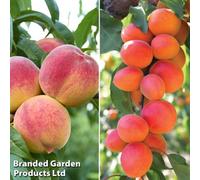 Thompson & Morgan Grow Your Own Fruit Stone Fruit Collection (2 Trees)
