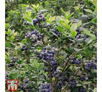 Thompson & Morgan Grow Your Own Fruit Vaccinium Corymbosum Darrow 3 Litre Pot 30-40Cm X 2