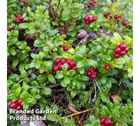 Thompson & Morgan Grow Your Own Fruit Vaccinium (Cranberry) Macro. Early Black 15Cm Pot X 1