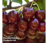 Thompson & Morgan Grow Your Own Fruit Wonder Tree Cherry Sunburst 24Cm Pot X 1