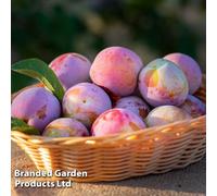 Thompson & Morgan Grow Your Own Fruit Wonder Tree Plum Opal 24Cm Pot X 1