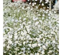 Thompson & Morgan Gypsophila Paniculata Snowflake 1 Litre Potted Plant x 1, White