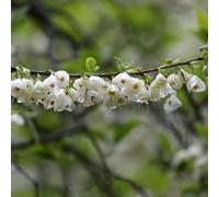 Thompson & Morgan Halesia Carolina Snowdrop Tree Spectacular White Pendant Blooms Bright Green Foliage 1X 3.6L Pot